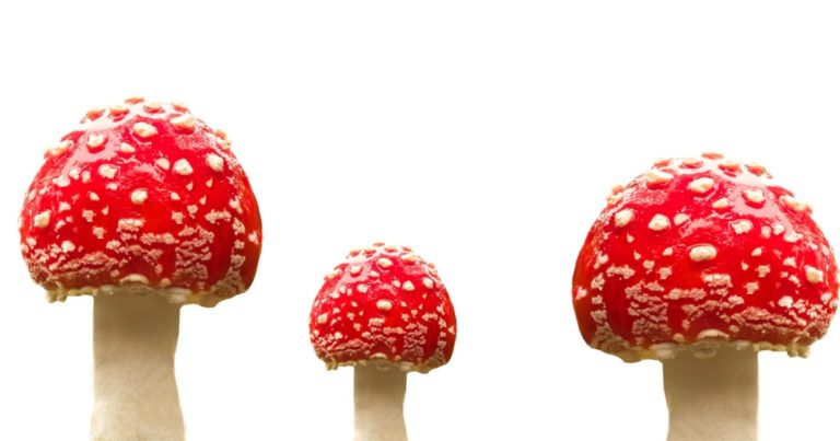 CLP-Einstufung akute Toxizität erklärt