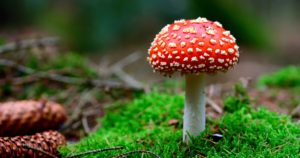 Spaltenmodell – Akute Gesundheitsgefahren